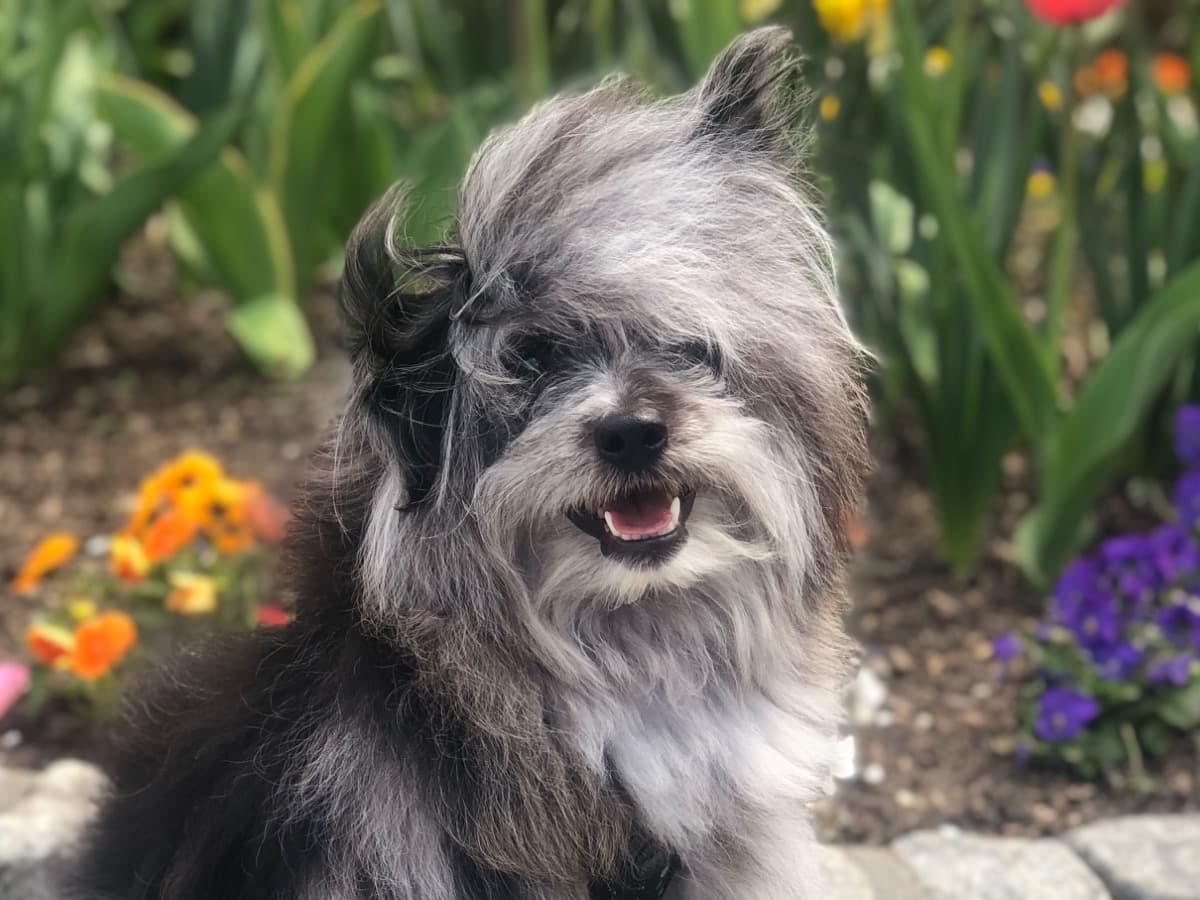 Pomapoo 5 years old male small named wiggle for breeding in Stamford, Connecticut | Petmeetly
