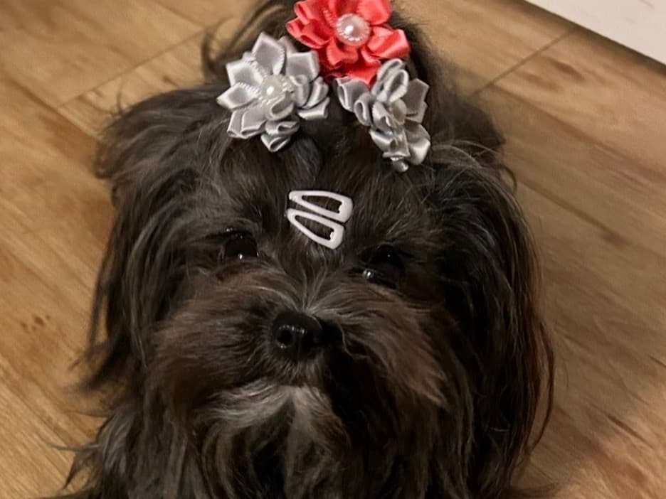 Teacup Maltese 4 years old female small named Cricket for breeding in Stamford, Connecticut | Petmeetly