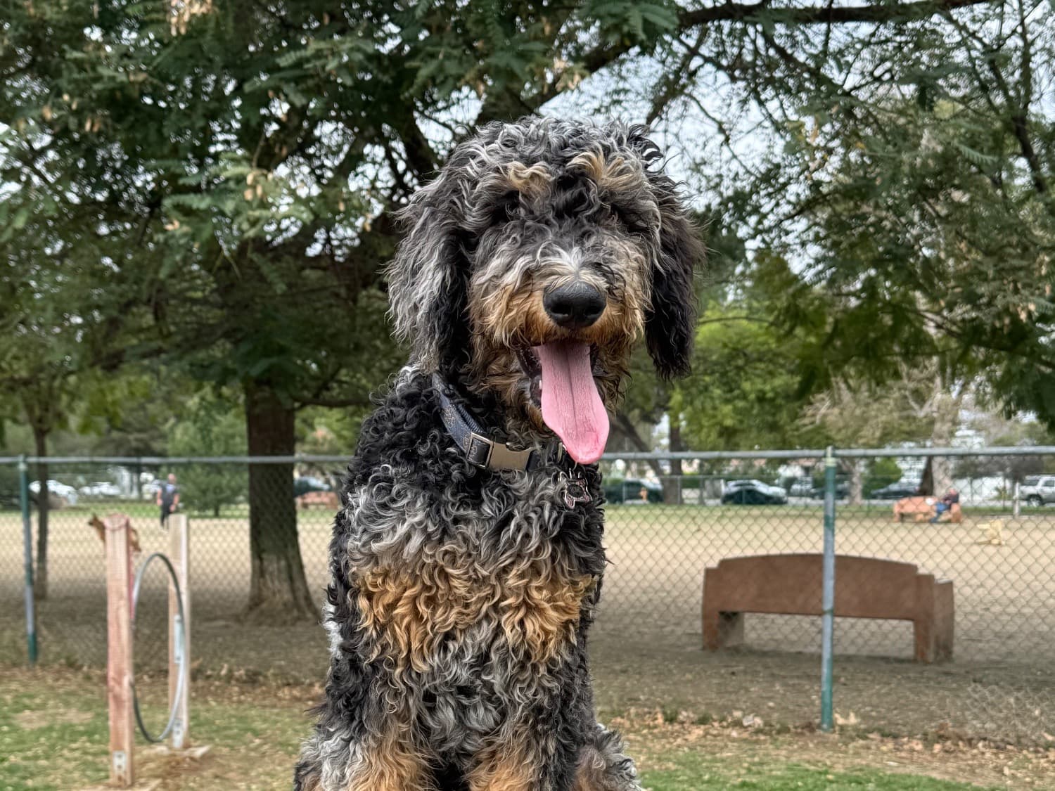 Poodle 2 years old female medium named rosie for breeding in Los Angeles, California | Petmeetly