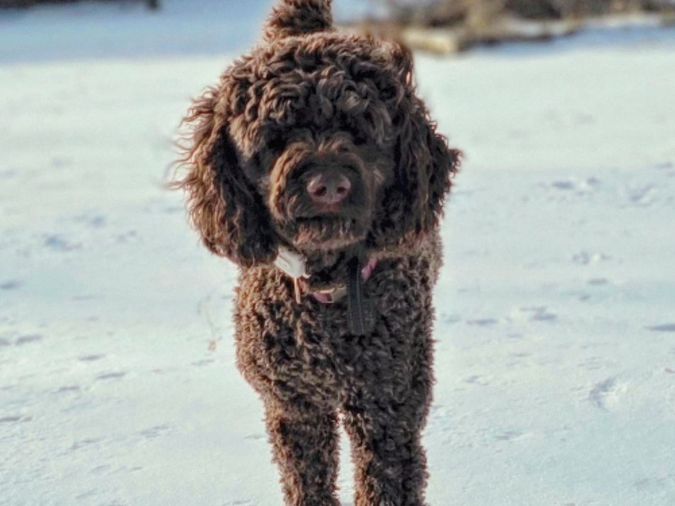 Standard Poodle 1 year 6 months old female large named Willow for breeding in Atwood, Tennessee | Petmeetly