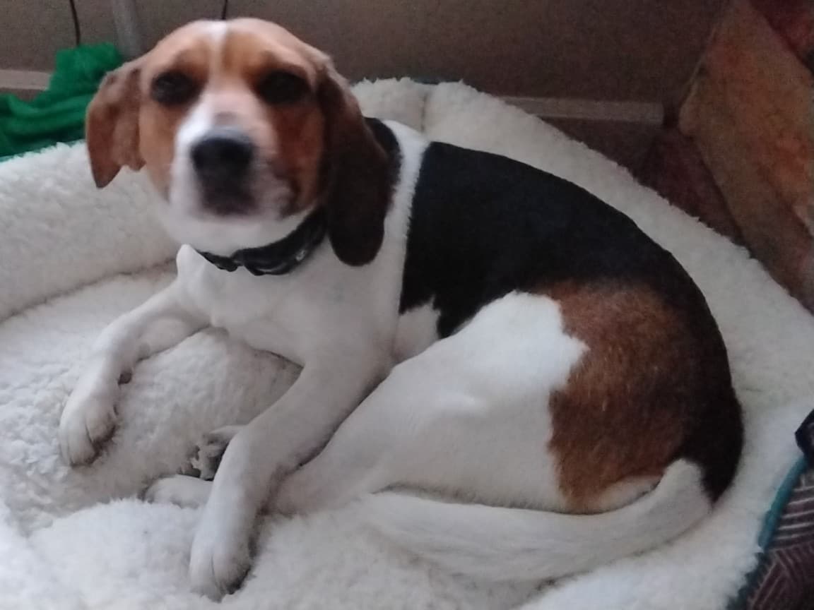 Beagle 1 year 4 months old female small named nova for breeding in Pasco, Washington | Petmeetly