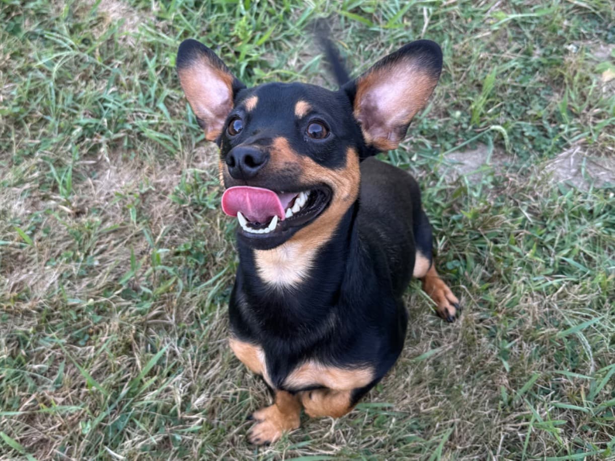 Miniature Pinscher 1 year 6 months old male small named obiwan for breeding in Saco, Maine | Petmeetly