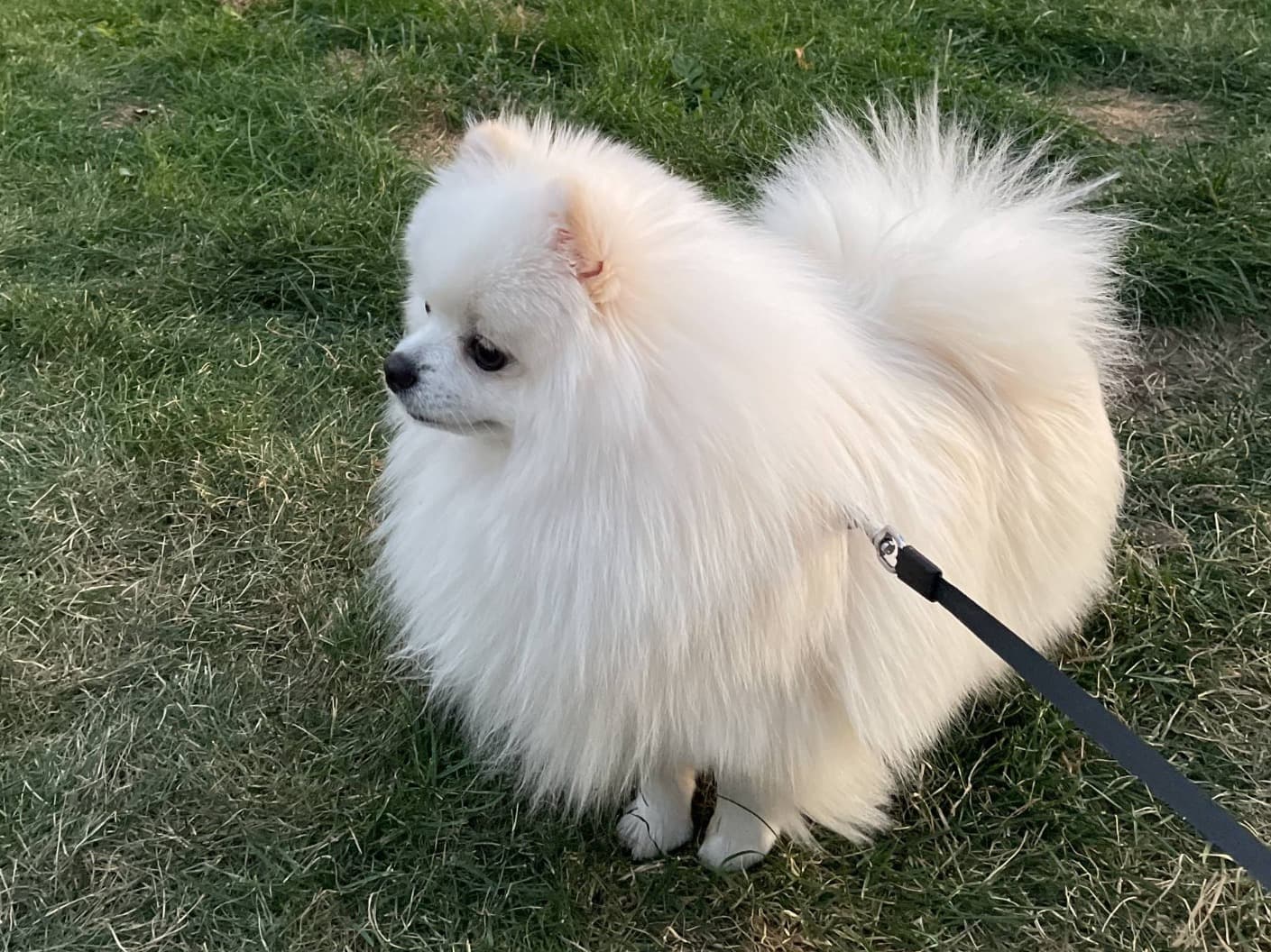 Pomeranian 6 years old male small named Barney for breeding in Sanford, Florida | Petmeetly