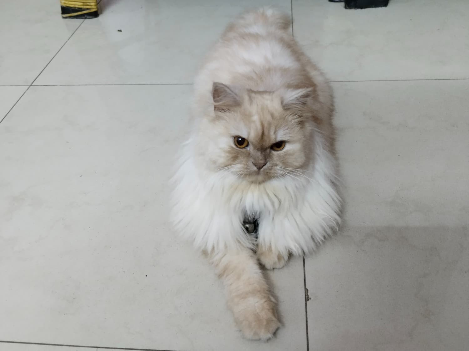 Persian 1 year 6 months old female named Zippy for breeding in Bengaluru, Karnataka | Petmeetly