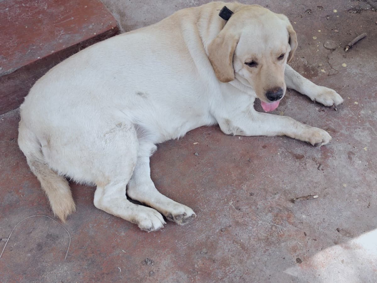 English Labrador Retriever 2 years 3 months old male large named Tommy for breeding in Muthur Reddiarpatti, Tamil Nadu | Petmeetly
