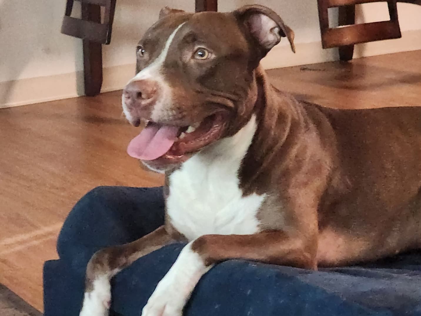 American PitBull Terrier 5 years 10 months old male large named Melly for breeding in Santa Clarita, California | Petmeetly