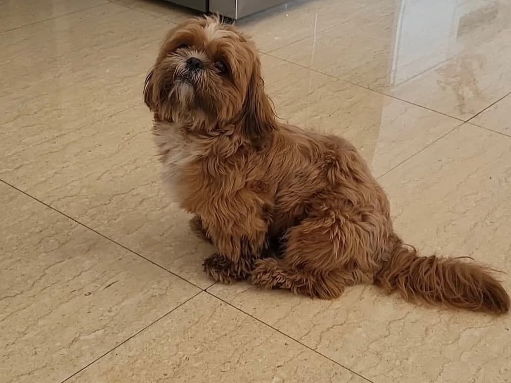 Shih Tzu 2 years old male medium named Snoopy for breeding in Pune, Maharashtra | Petmeetly