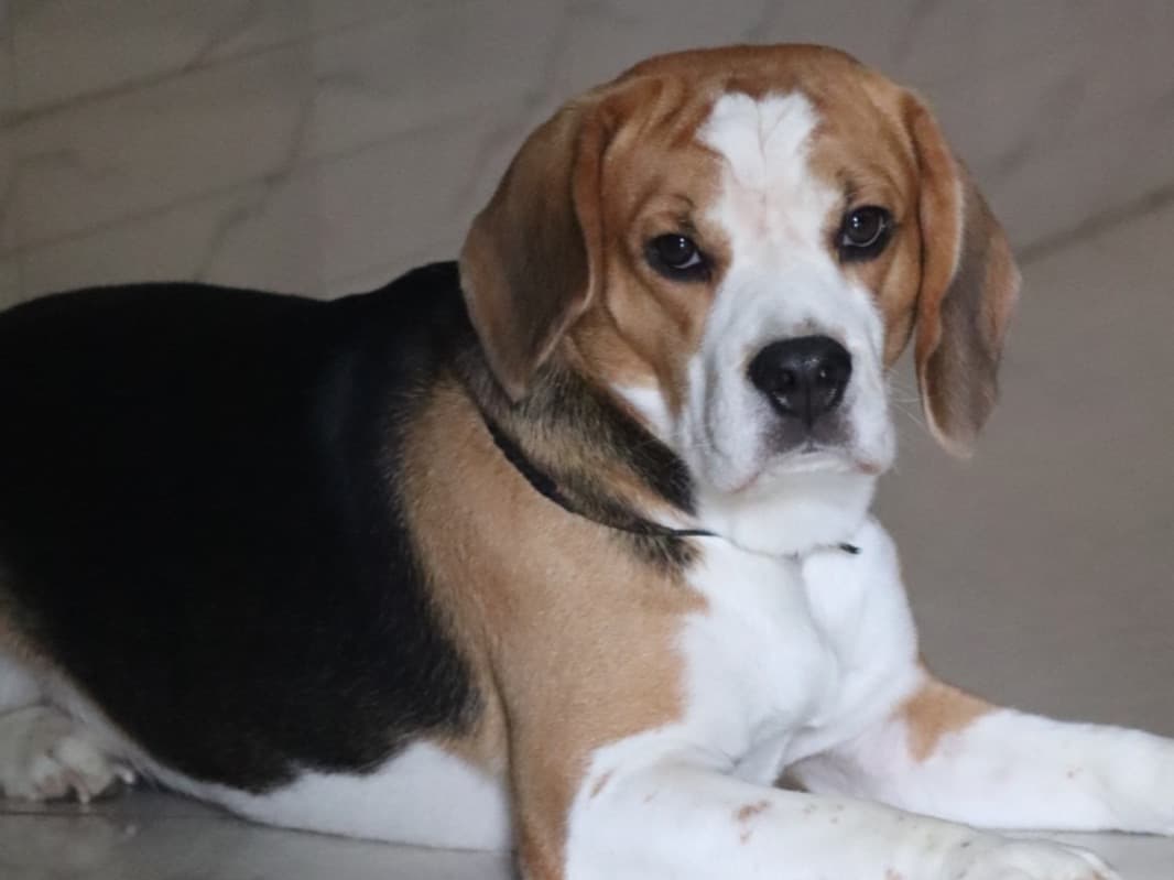 Beagle 3 years 6 months old male medium named Bruno for breeding in Ahmedabad, Gujarat | Petmeetly