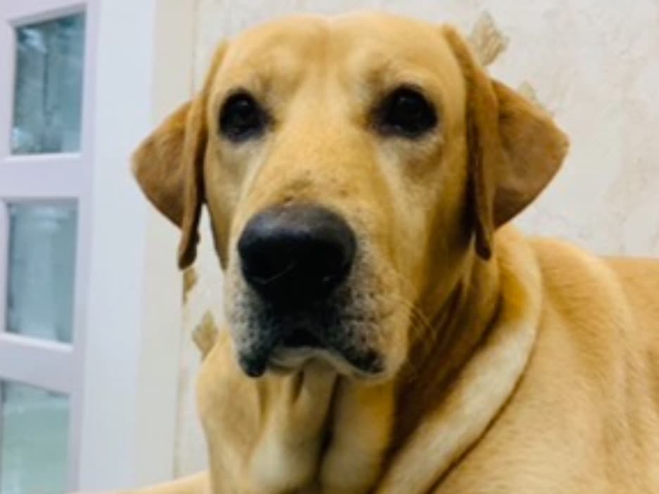 Labrador Retriever 5 years 2 months old male large named Jasper for breeding in Kolkata, West Bengal | Petmeetly