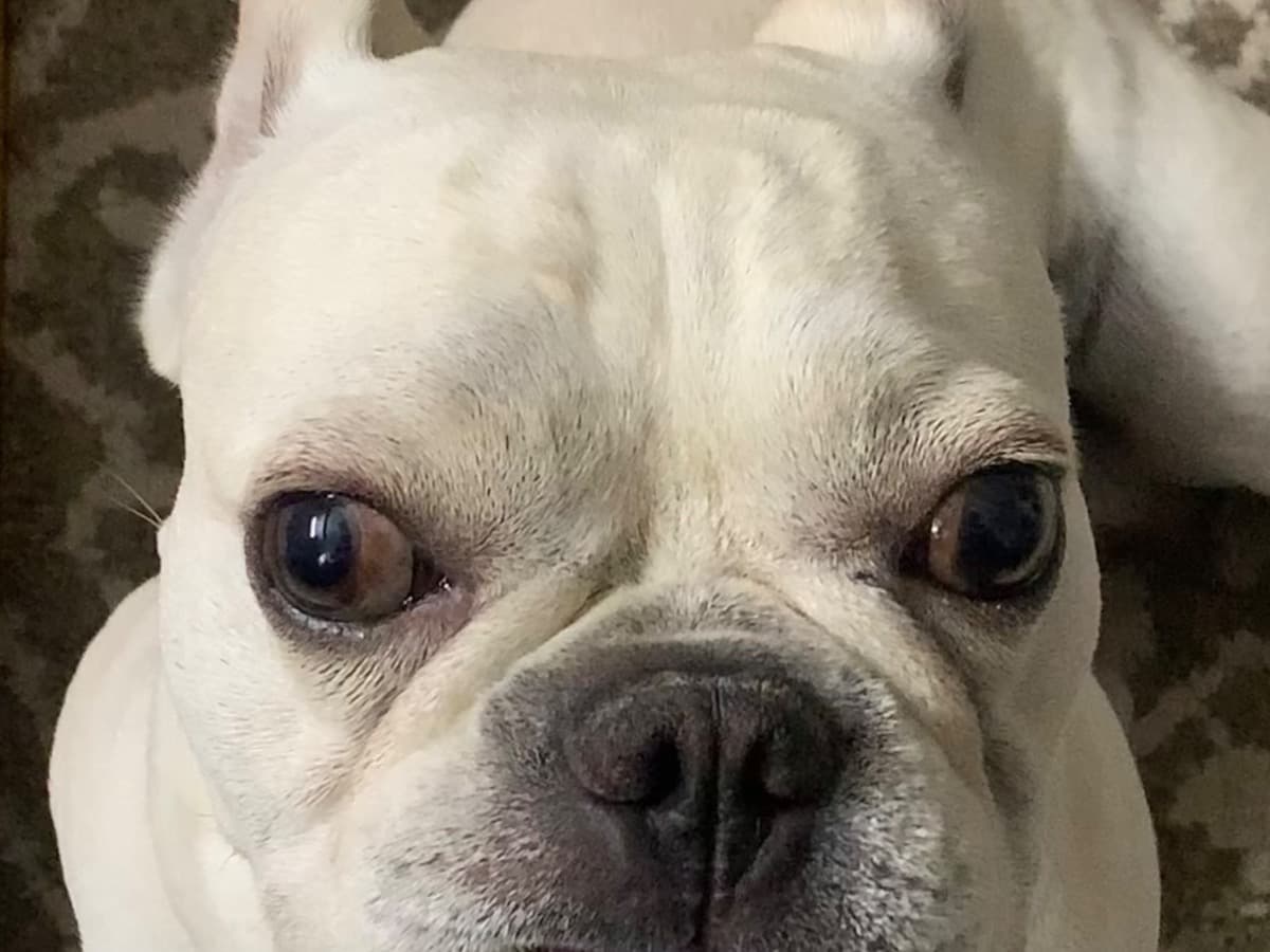 French Bulldog 4 years old male medium named coco for breeding in Delhi, Delhi | Petmeetly