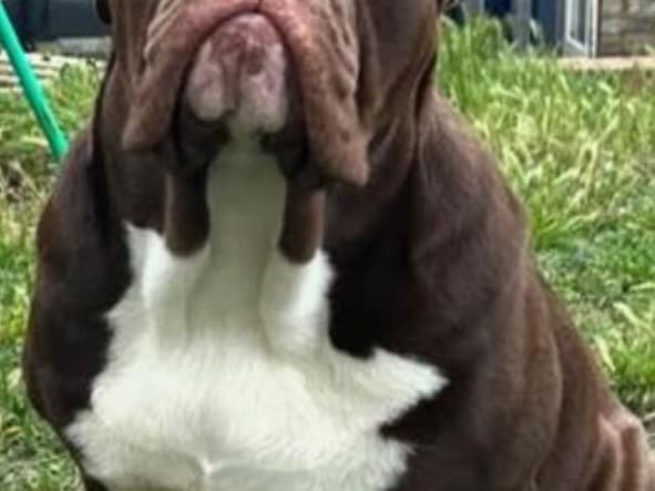 Old English Bulldog 2 years 2 months old male large named enzo for breeding in Sutton, England | Petmeetly