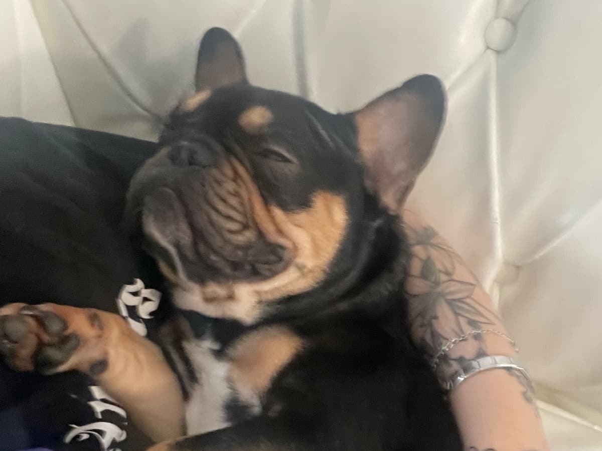 French Bulldog 1 year 5 months old female medium named Cisco for breeding in Irvine, Scotland | Petmeetly