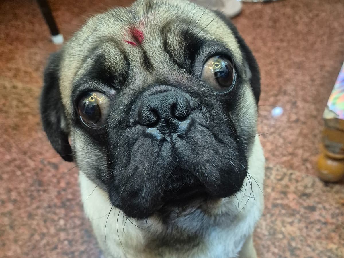 Pug 3 years 10 months old male small named Chulbul for breeding in Delhi, Delhi | Petmeetly