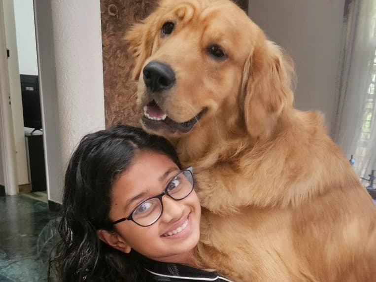 Golden Retriever 1 year 4 months old male medium named Gunda for breeding in Bengaluru, Karnataka | Petmeetly