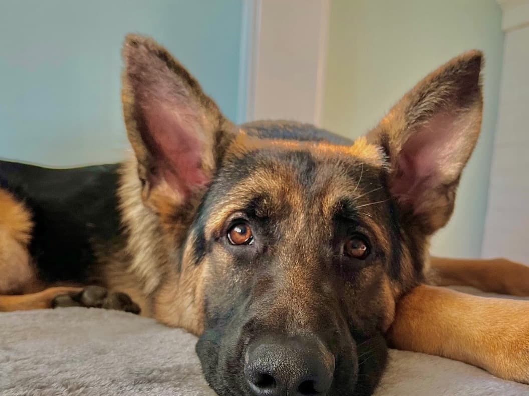 German Shepherd 4 years old male large named Jericho for breeding in Ellenton, Florida | Petmeetly