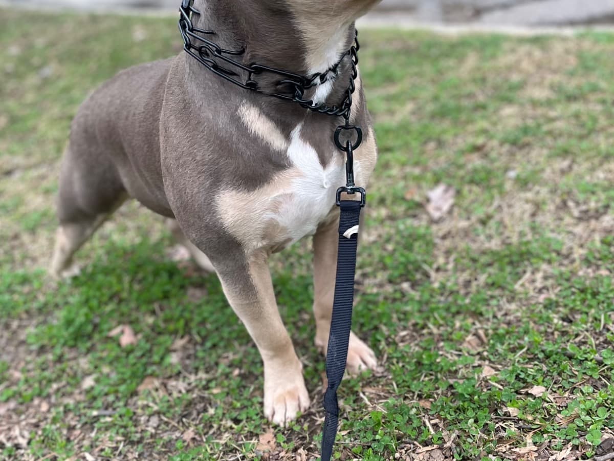 American Bully 1 year old male extra large named kashington for breeding in Tuscaloosa, Alabama | Petmeetly