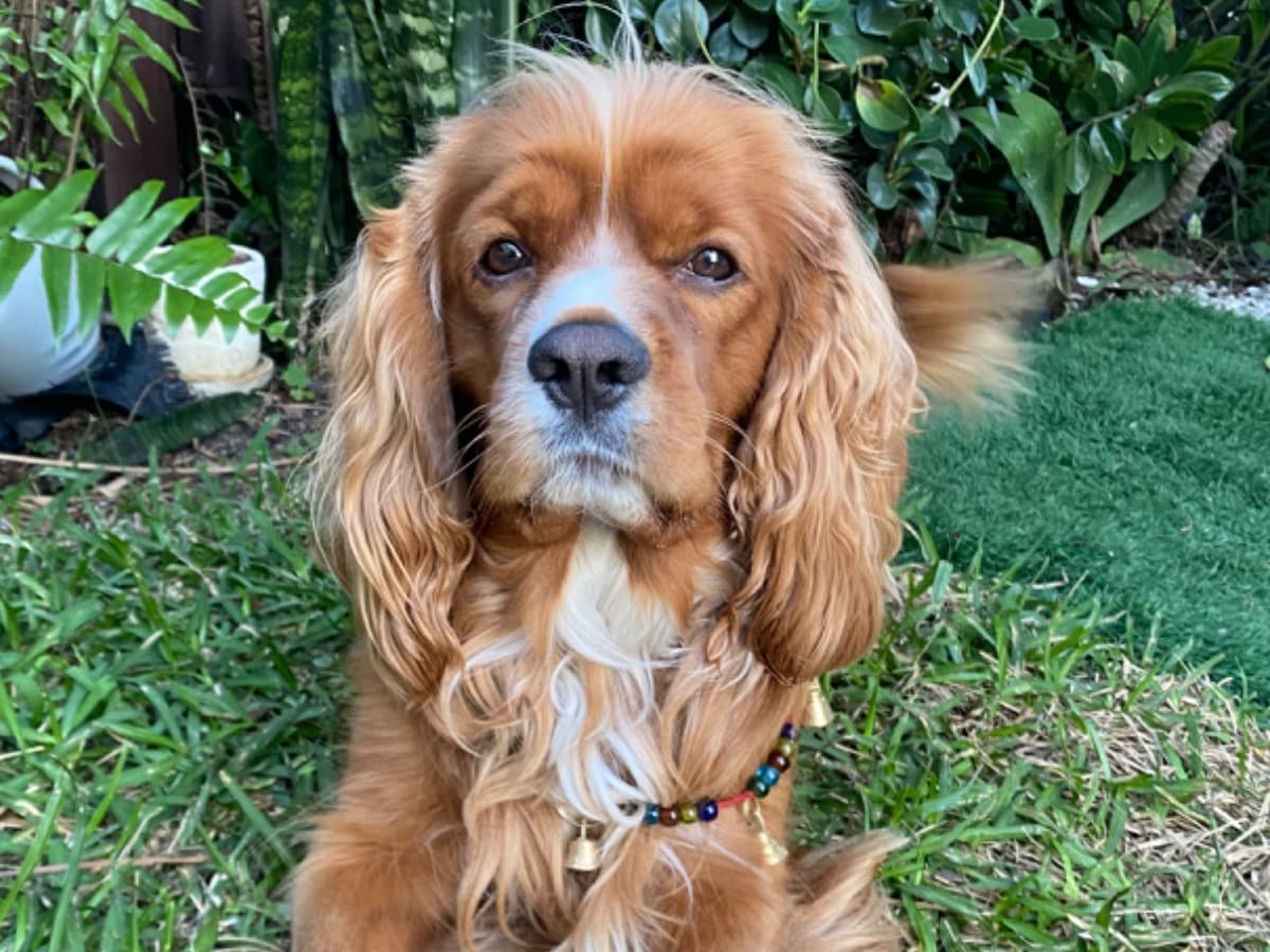 Cavalier King Charles Spaniel 5 years old male medium named Alfonso for breeding in Miami, Florida | Petmeetly