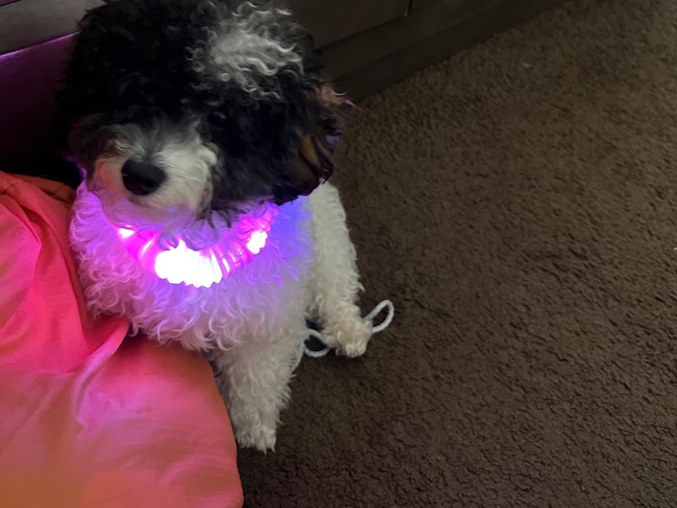 Toy Poodle 1 year 5 months old male small named cisko for breeding in Inglewood, California | Petmeetly