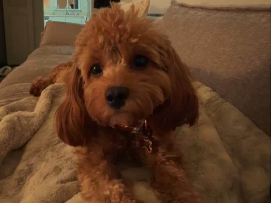 Cavapoo (Cavadoodle) 1 year old female small named Lola for breeding in Saginaw, Michigan | Petmeetly