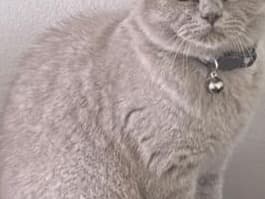 British Shorthair 1 year old female named layla for breeding in Leeds, England | Petmeetly