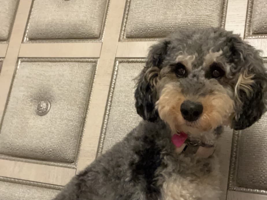 Mini Bernedoodle 3 years old female medium named Zaza for breeding in Melrose Park, Illinois | Petmeetly