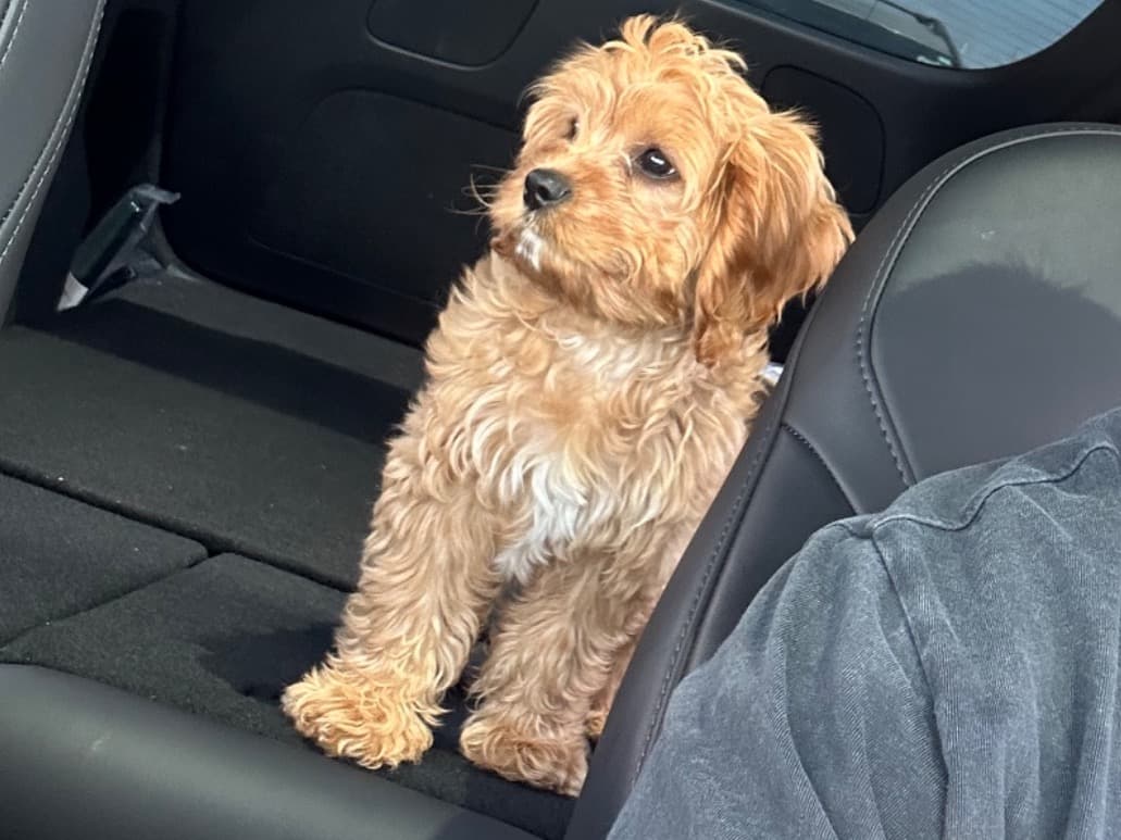 Cavapoo (Cavadoodle) 1 year 1 month old male small named Blaze for breeding in Davie, Florida | Petmeetly