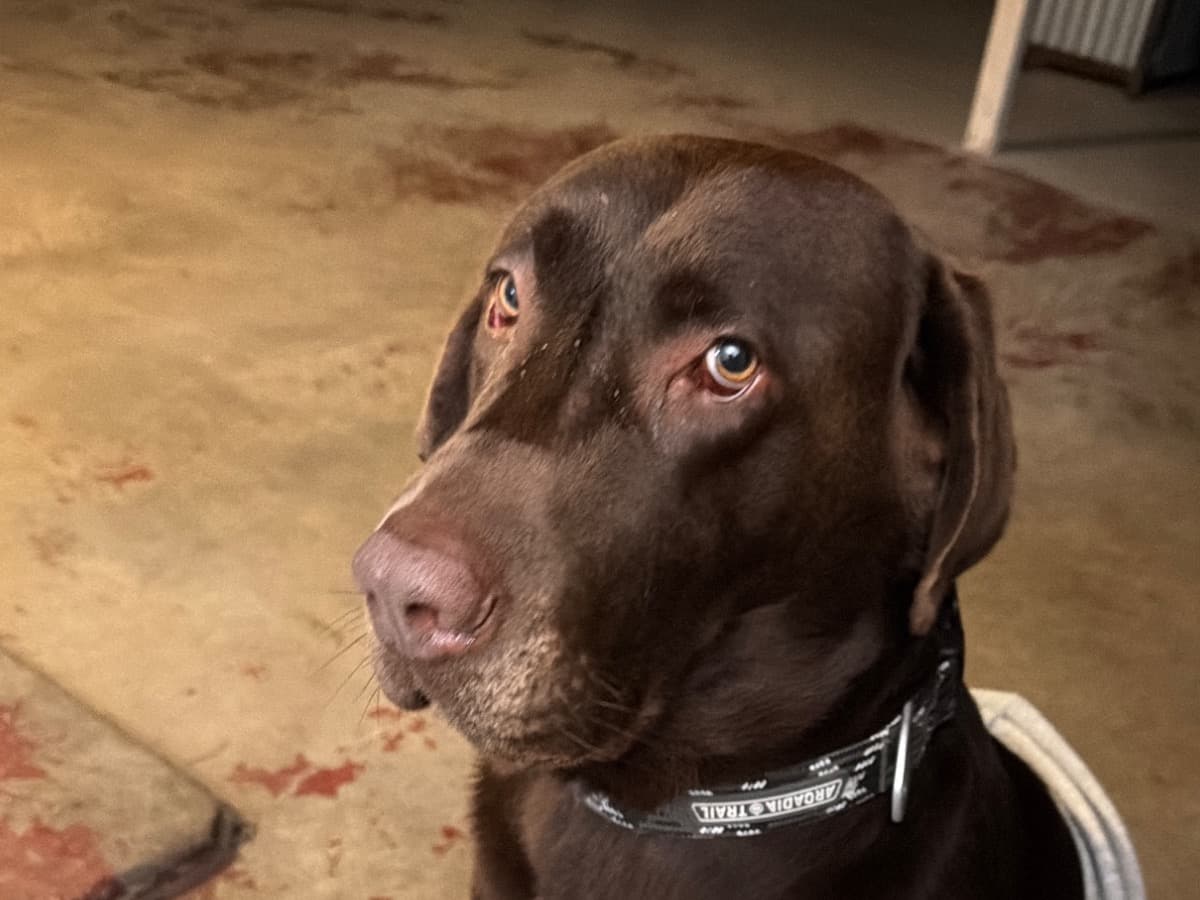 Labrador Retriever 4 years old male extra large named buddy for breeding in Oxnard, California | Petmeetly