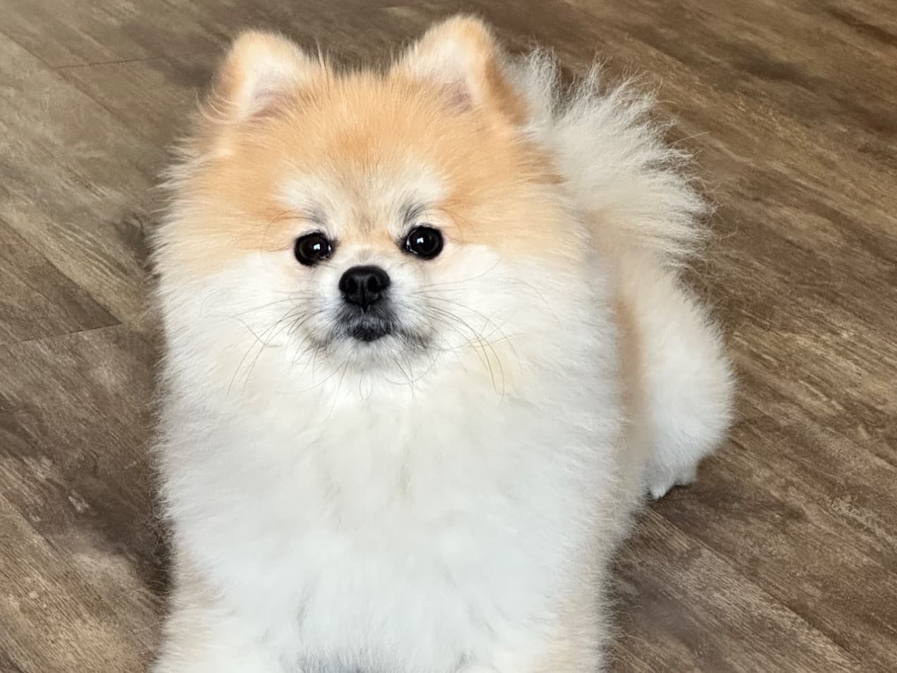 Pomeranian 4 years 7 months old male medium named Winston for breeding in Chino, California | Petmeetly