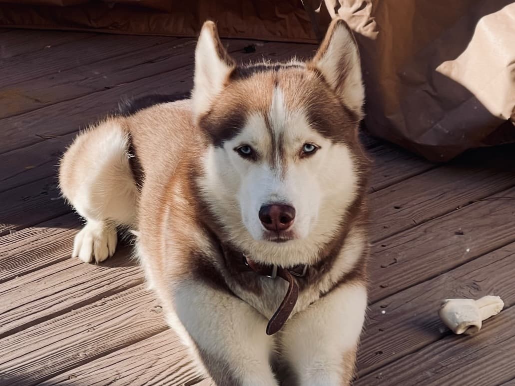 Siberian Husky 8 years old male large named Jayco for breeding in Bluemont, Virginia | Petmeetly
