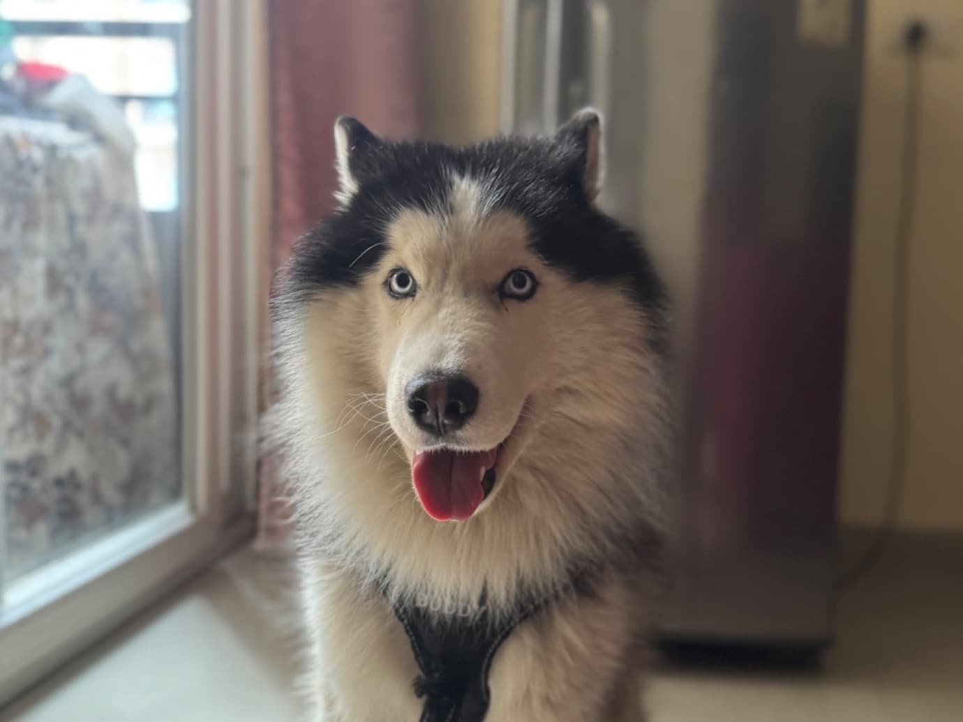 Siberian Husky 2 years old male medium named blue for breeding in Chipyana Khurd Urf Tigri, Uttar Pradesh | Petmeetly