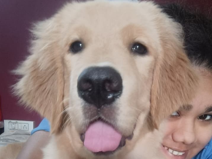 Golden Retriever 1 year 3 months old male large named Simba for breeding in South Dumdum, West Bengal | Petmeetly