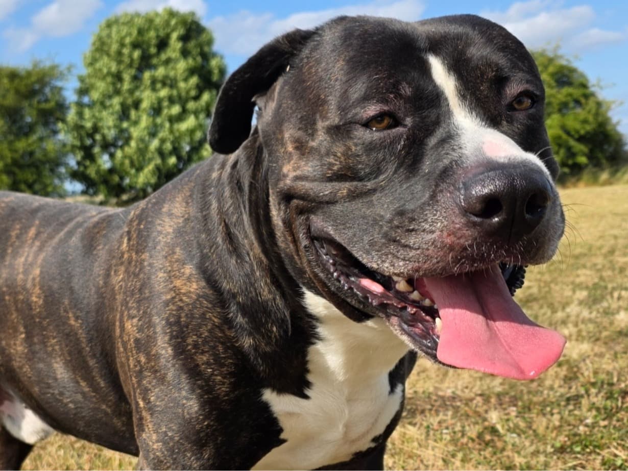 American Bulldog 4 years 10 months old male extra large named Nero for breeding in Ackworth, England | Petmeetly