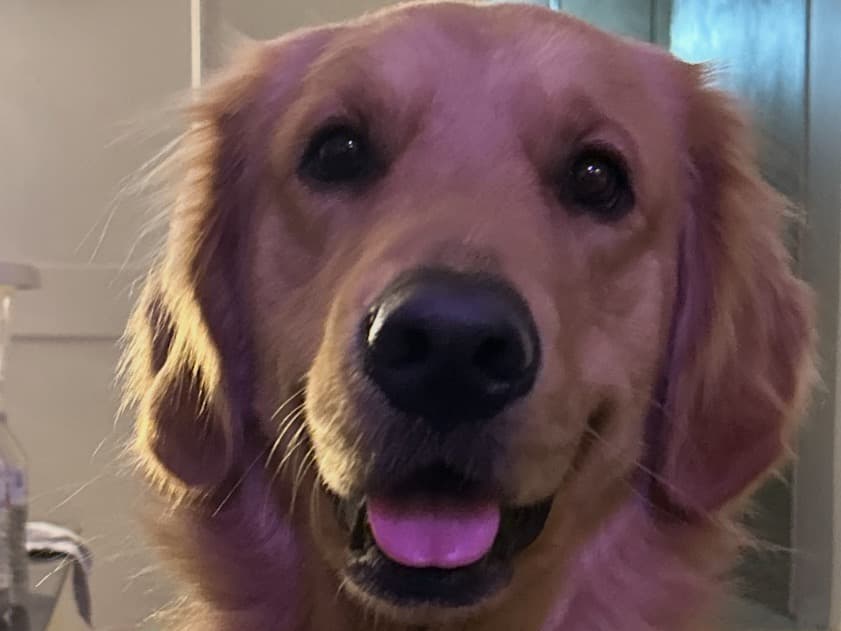 Golden Retriever 2 years old male large named winston for breeding in Morning View, Kentucky | Petmeetly