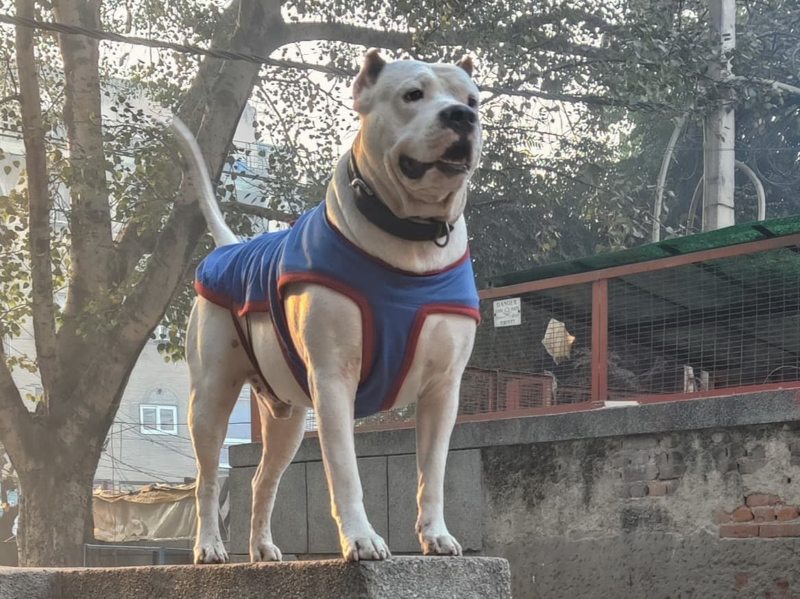 Dogo Argentino 3 years 9 months old male large named Bosco for breeding in New Delhi, Delhi | Petmeetly
