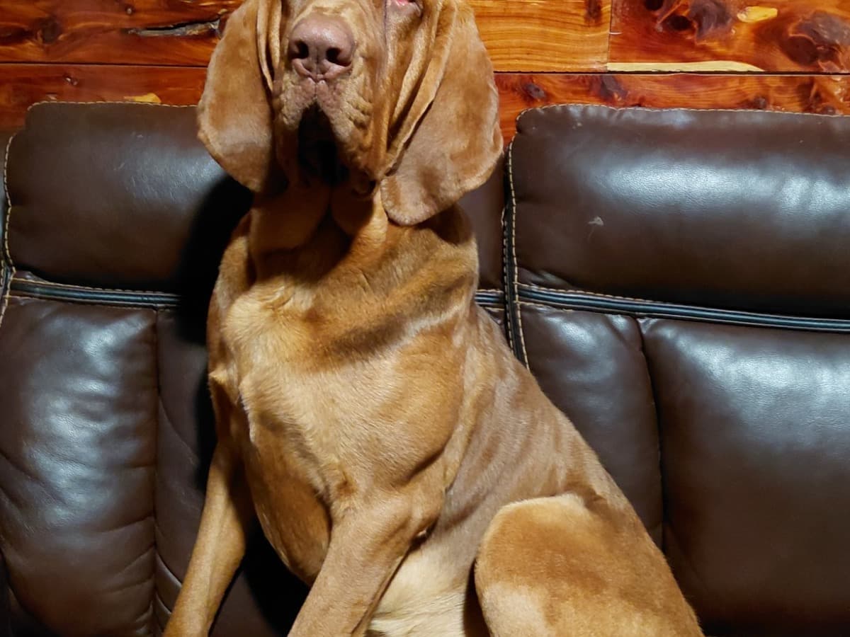 Bloodhound 1 year old male large named Dewey for breeding in Toccoa, Georgia | Petmeetly