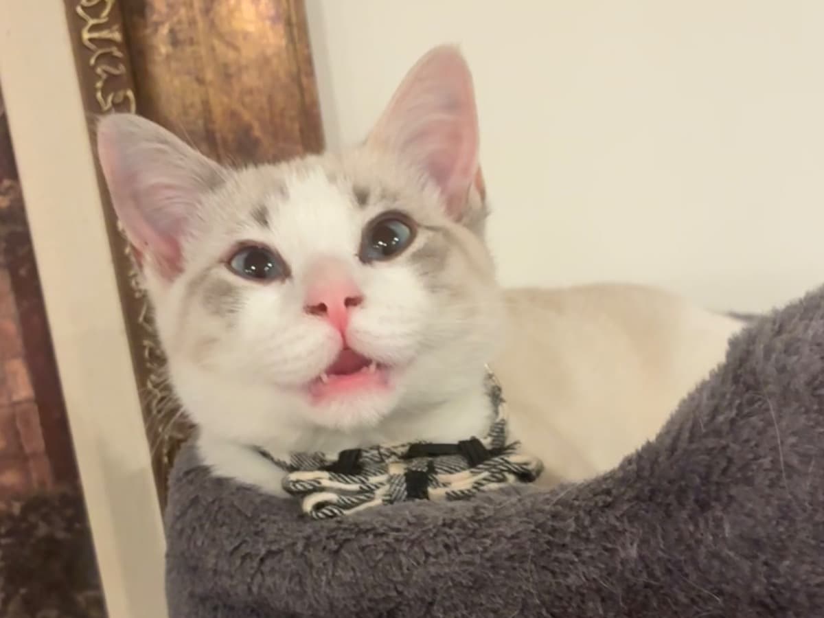 Ragdoll 1 year old female named Tutu for breeding in Dallas, Texas | Petmeetly