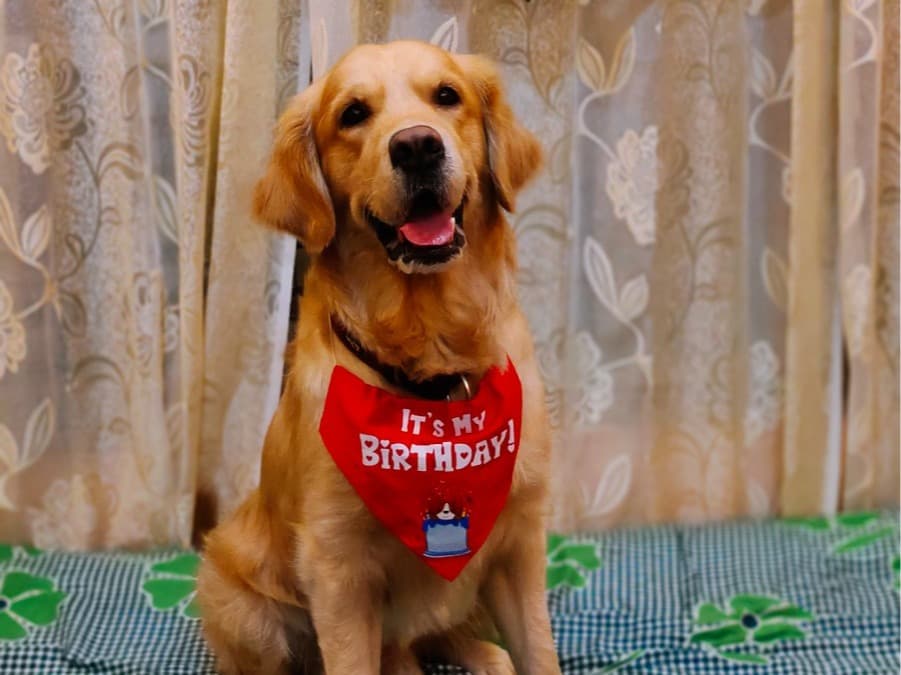 Golden Retriever 4 years old male medium named Scooby for breeding in Bengaluru, Karnataka | Petmeetly