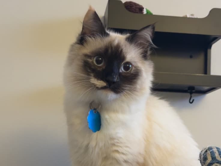 Ragdoll 1 year 3 months old female named astra for breeding in Wallingford, Connecticut | Petmeetly