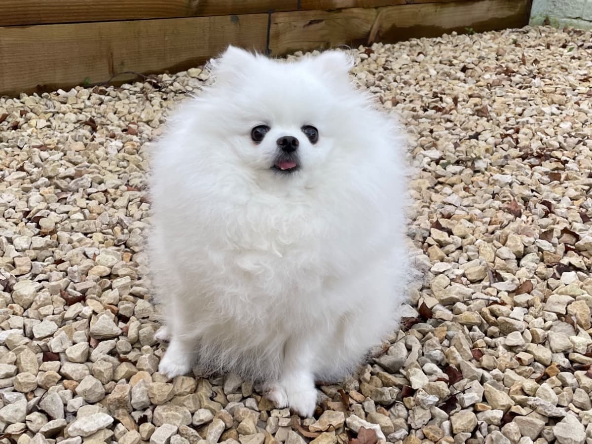 Pomeranian 4 years 1 month old female small named Coco for breeding in Maidstone, England | Petmeetly