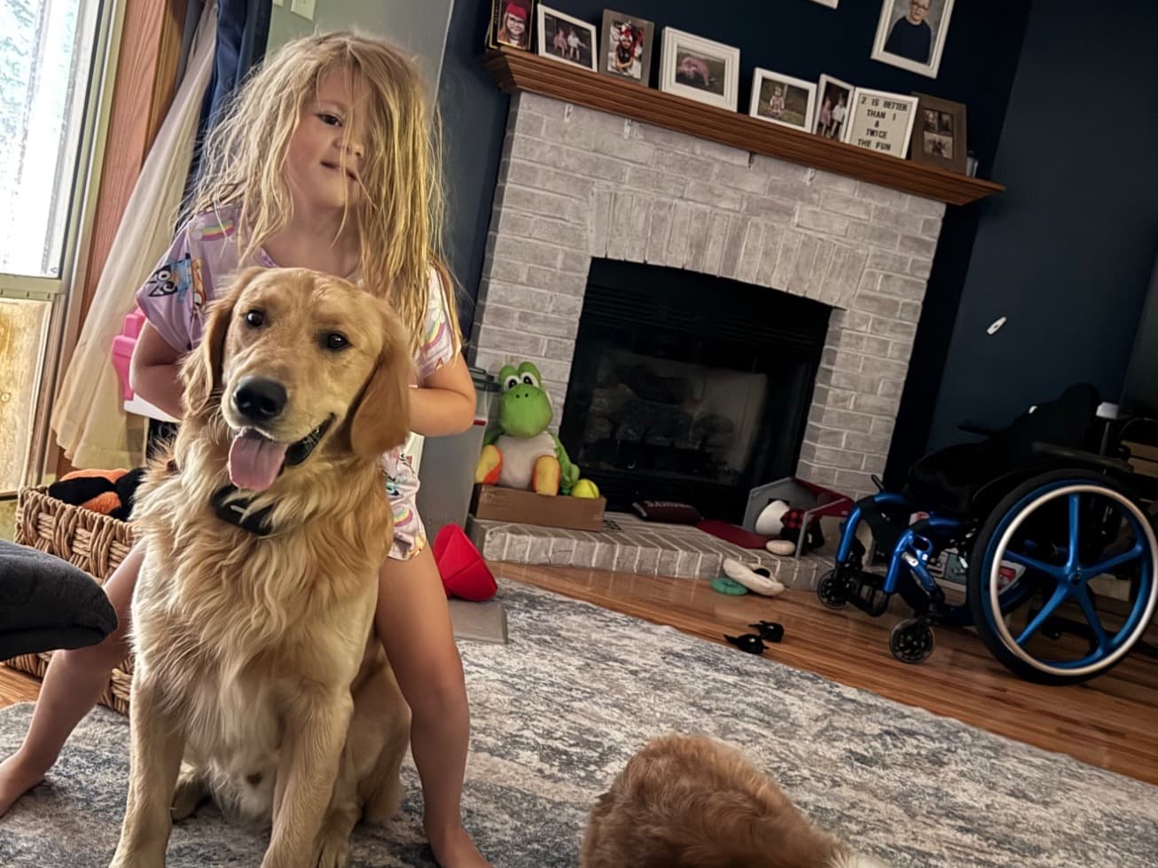 Golden Retriever 1 year 7 months old male large named Mason Alexander for breeding in Alum Creek, West Virginia | Petmeetly