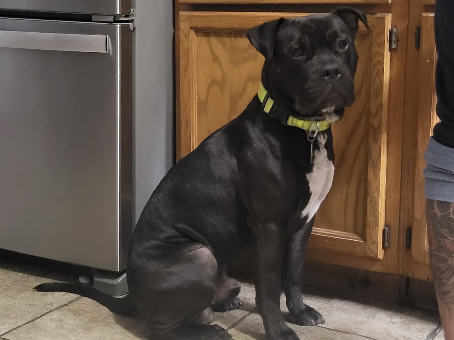 American Staffordshire Terrier 3 years old male large named Toro for breeding in Wheaton, Illinois | Petmeetly