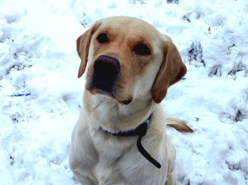 Goldador 6 years 1 month old male extra large named Sulley for breeding in Biggleswade, England | Petmeetly