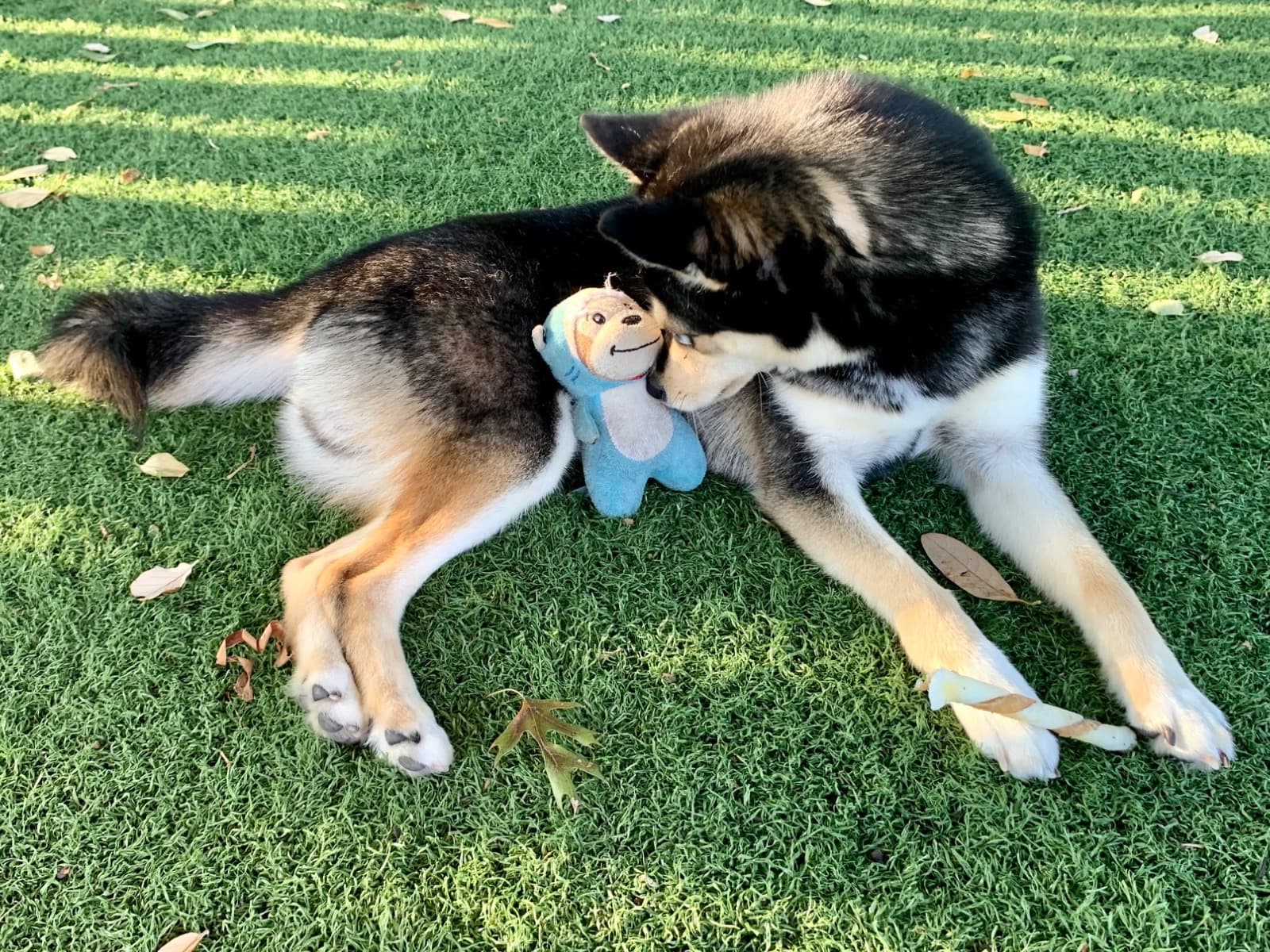 Alaskan Klee Kai 2 years 4 months old female small named lailya for breeding in Houston, Texas | Petmeetly