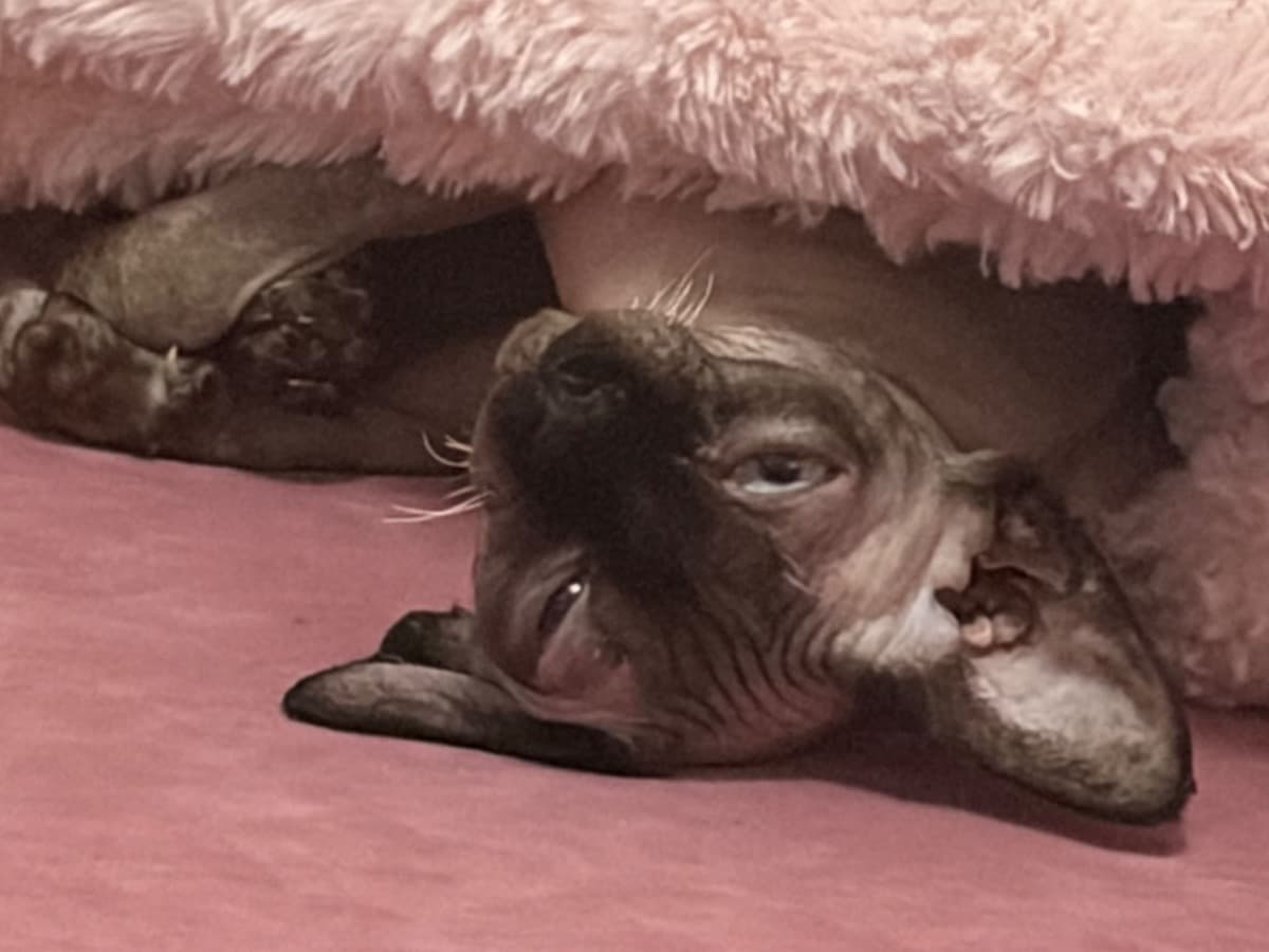 Sphynx 1 year old female named Luna for breeding in San Antonio, Texas | Petmeetly