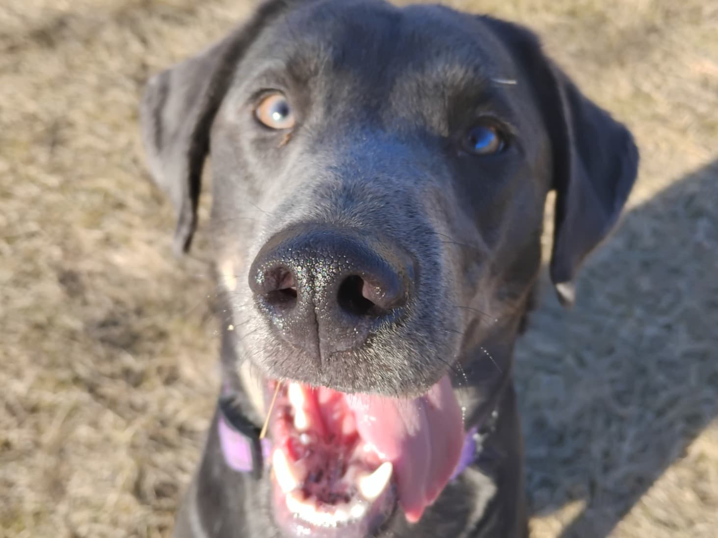 Alaskan Husky 1 year 6 months old female medium named Willow for breeding in Kearney, Nebraska | Petmeetly