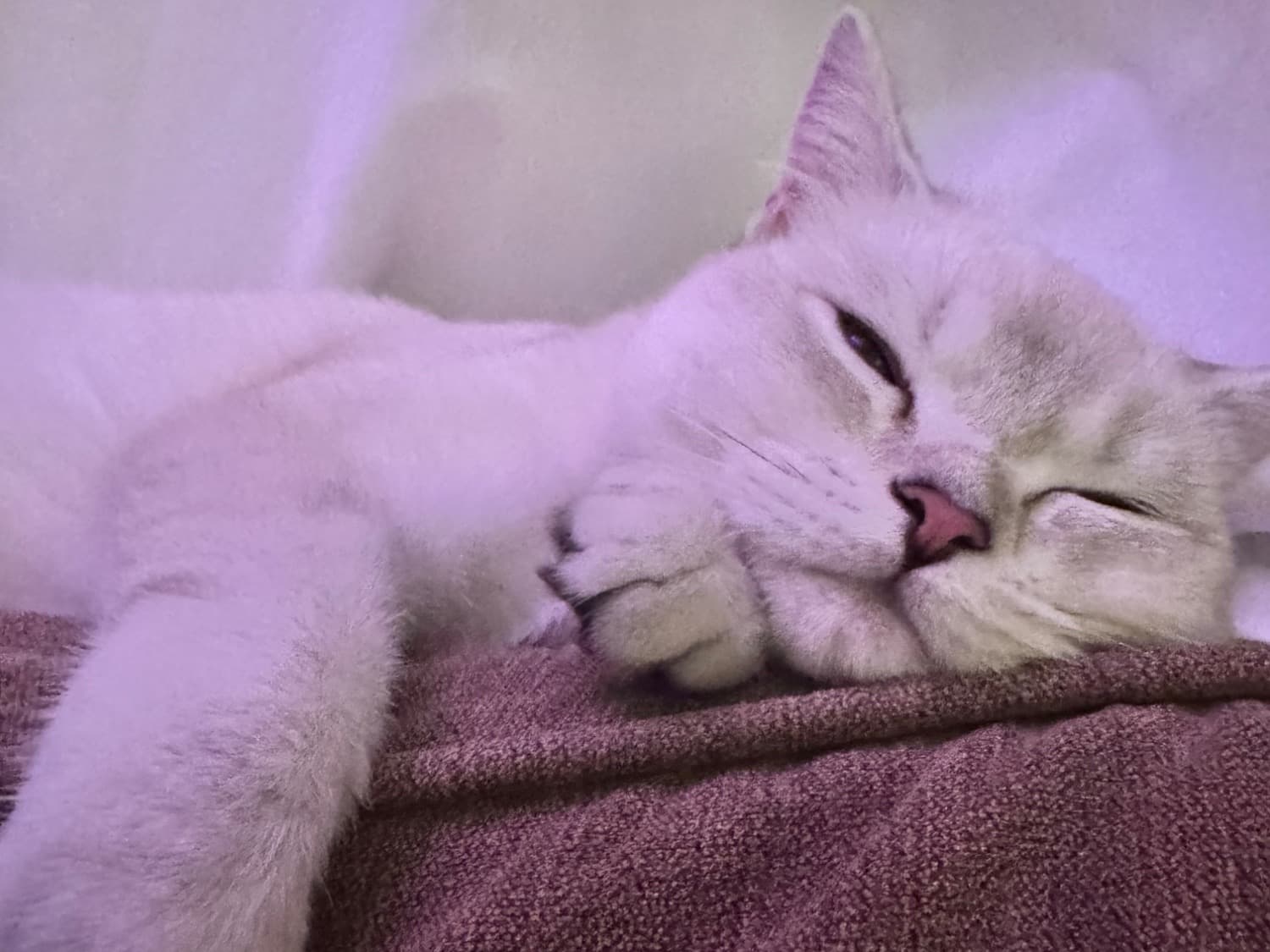 British Shorthair 1 year old female named luna for breeding in Isleworth, England | Petmeetly