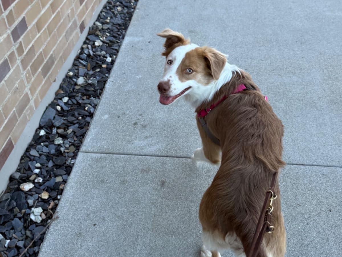 Border Collie 1 year 4 months old female medium named juno for breeding in Ontario, California | Petmeetly