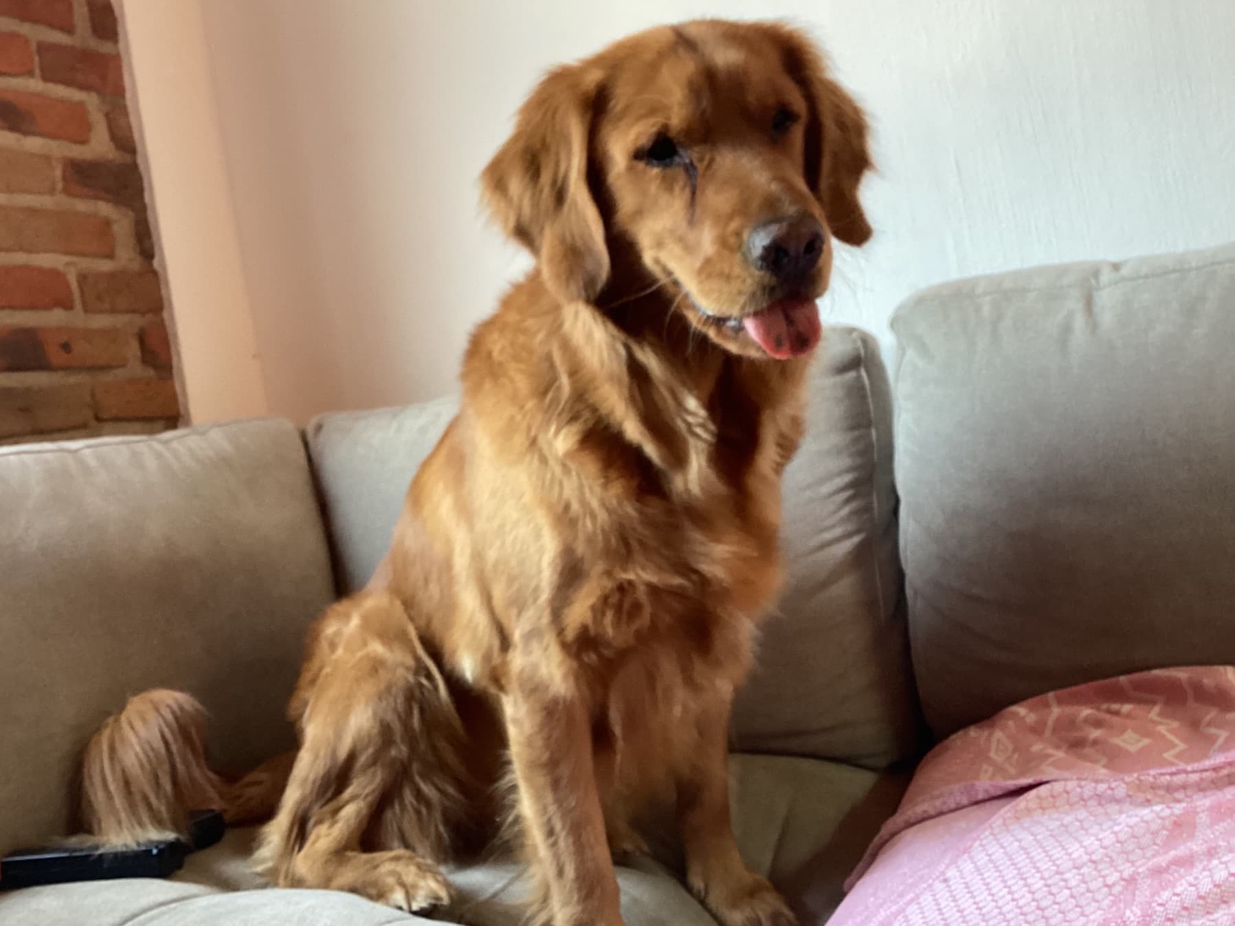 Golden Retriever 4 years old female medium named Saski for breeding in Los Angeles, California | Petmeetly