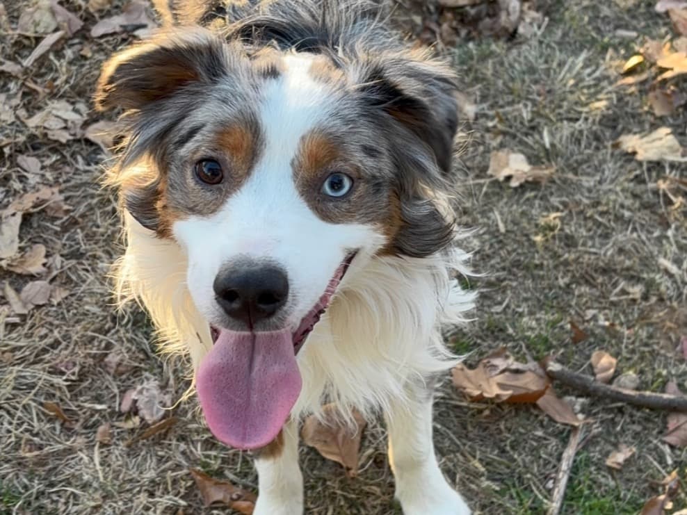 Miniature Australian Shepherd 1 year old male small named Winston for breeding in Lowell, Arkansas | Petmeetly