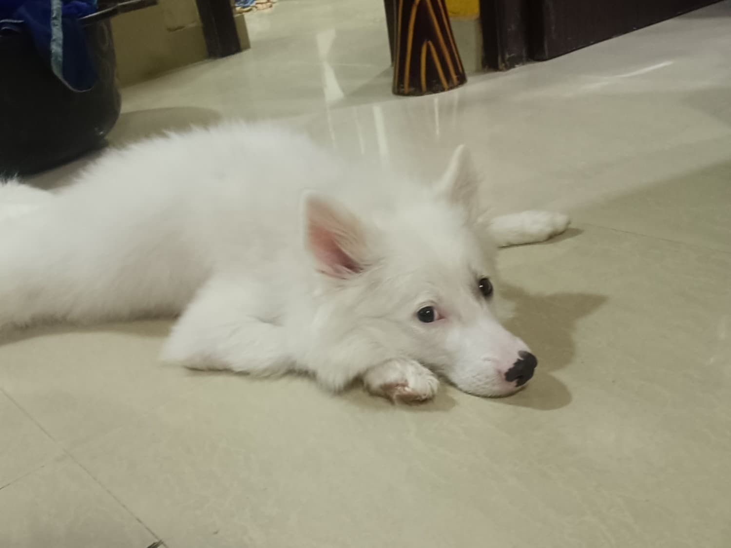 Pomeranian 2 years 2 months old male medium named kittaya for breeding in Chennai, Tamil Nadu | Petmeetly